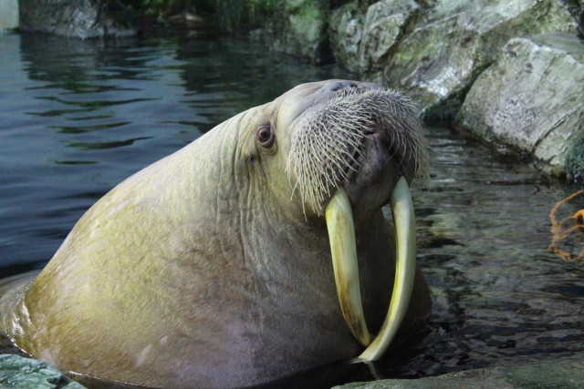 極地動物のレクチャータイム